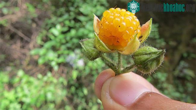Quả mâm xôi vàng Himalaya