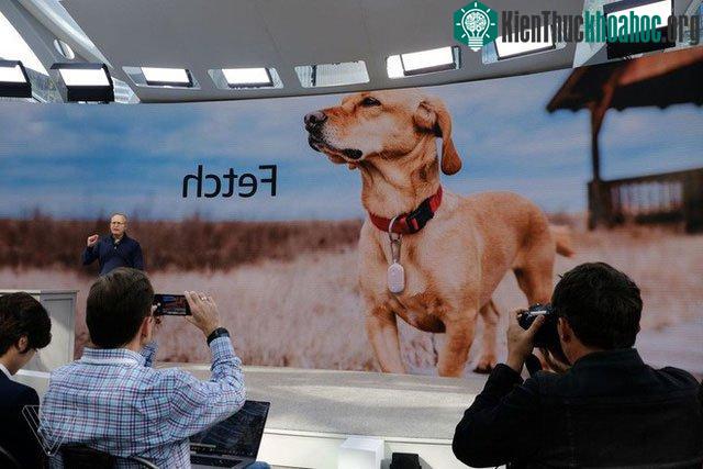 Thiết bị đeo cổ Ring Fetch, dùng để theo dõi thú cưng khi thả chúng chơi tự do.