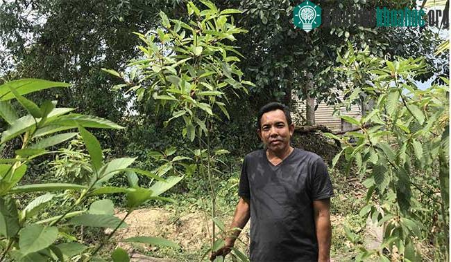Một nông dân đứng cạnh cây Kratom trong vườn nhà.