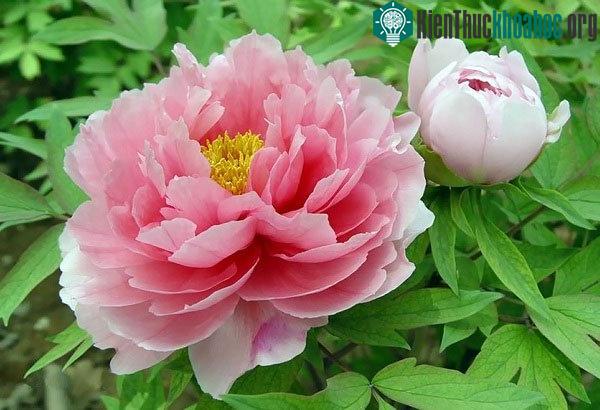 Bông hoa quốc sắc thiên hương này từng rất được ưu ái qua nhiều triều đại, với mệnh danh “Chúa của muôn hoa”.