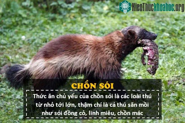 Tập tính sinh sản của chồn sói cũng khá dị thường.