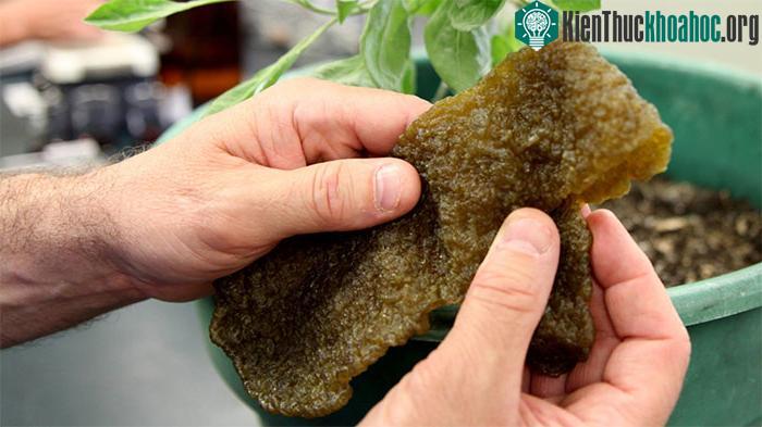 Cây Guayule chỉ cần cắt nhánh, nghiền nát để lấy mủ.