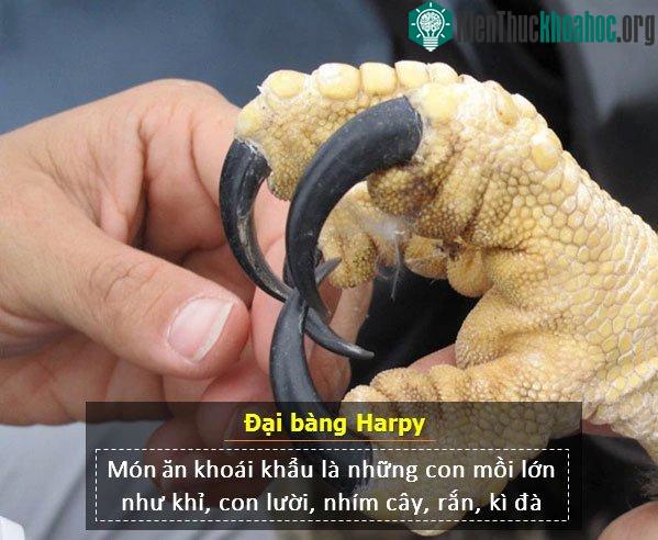 Thực trạng phá rừng cũng đang đe dọa trực tiếp đến sự sinh tồn của đại bàng Harpy. Dù là loài đại bàng của châu Mỹ nhưng ở thời điểm hiện tại, gần như chúng ta không thể tìm thấy đại bàng Harpy ở k...