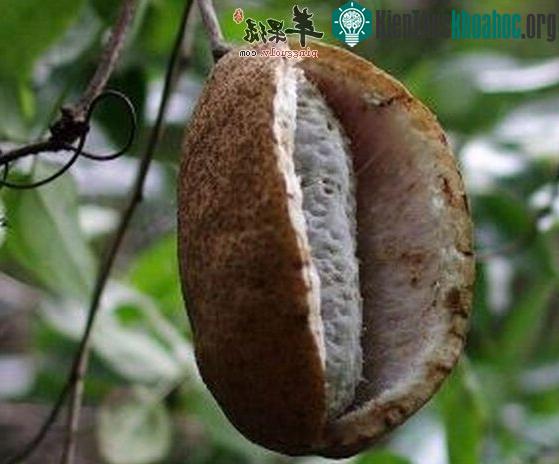 Quả dưa tháng tám