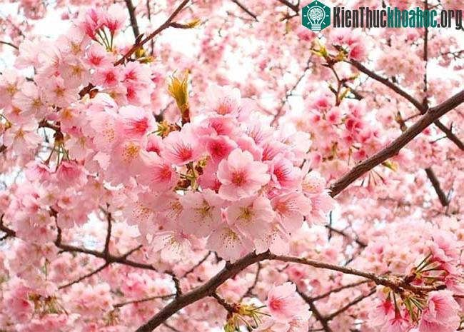 Hoa anh đào là biểu trưng cho sắc đẹp, sự thanh cao, trong trắng nhưng cũng đượm chút nỗi buồn vì sự ngắn ngủi, phù dung của một “kiếp hoa”.