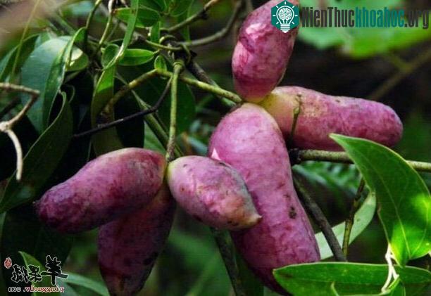 Dưa quả tháng 8 hơi giống một quả chuối hay củ khoai lang tím