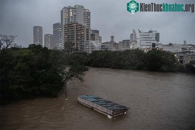 Quán cafe chìm trong dòng lũ trong siêu bão Hagibis.