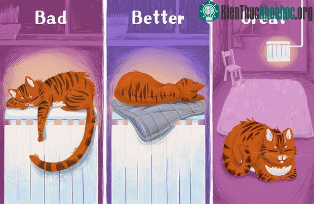 Để mèo nằm trực tiếp lên thiết bị tỏa nhiệt