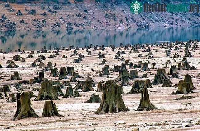 Rừng Quốc gia Willamette tại bang Oregon, Mỹ.