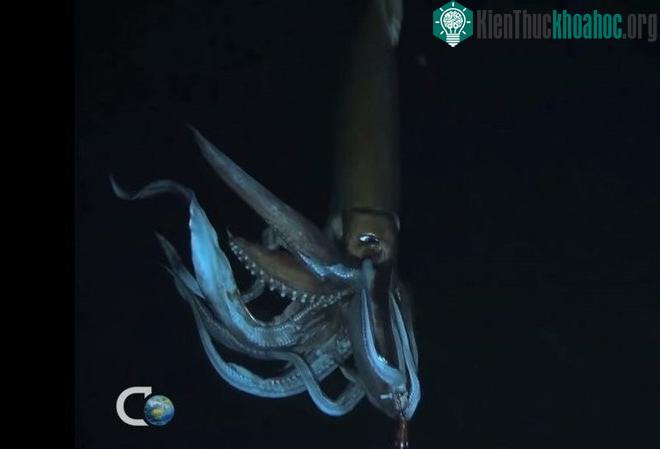 Ảnh: Discovery Channel.