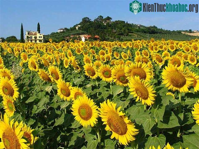 Mỗi bông hoa hướng dương bản thân nó cũng như một mặt trời nhỏ tỏa ánh sáng rực rỡ xuống thế gian, tượng trưng cho tính cách hào sảng, đường hoàng.
