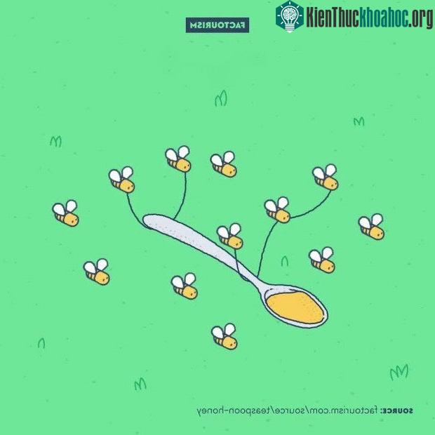 Để có 1 thìa mật, 12 con ong sẽ phải làm việc cật lực đến chết