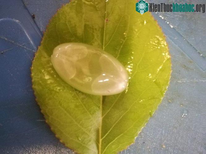 Đây là một viên nang mềm đựng vitamin lỏng.