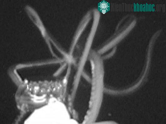 Tháng 6/2019, con mực khổng lồ đầu tiên xuất hiện trên camera ở vùng vịnh Mexico