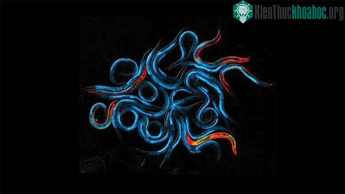 Tác động gene làm giun tròn tăng 500% tuổi thọ ảnh 0