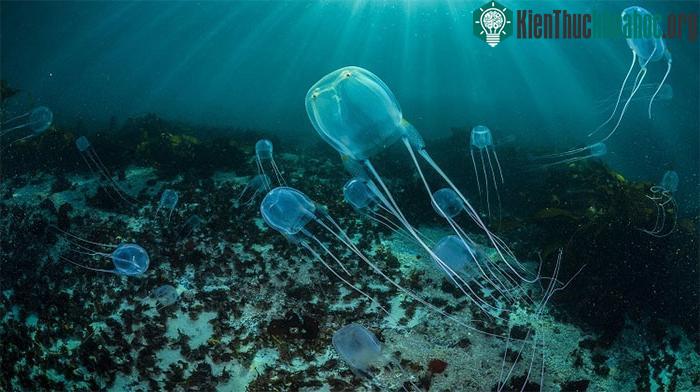 Sứa hộp đe dọa nhiều người đi biển ở Hawaii.