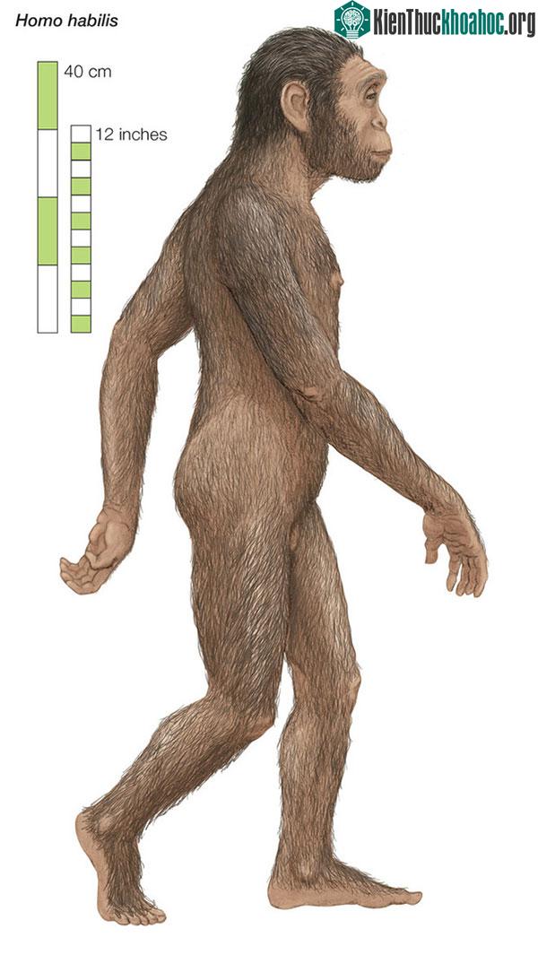 Homo habilis
