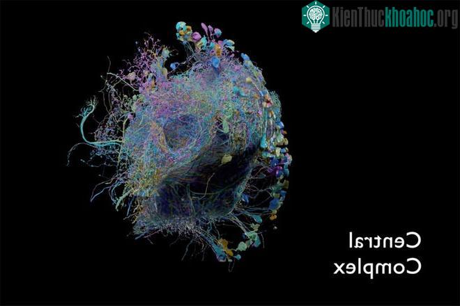 Một phần mạng lưới thần kinh não ruồi giấm, kết quả từ nghiên cứu của Google và Viện Janelia. (Ảnh: Google, FlyEM).
