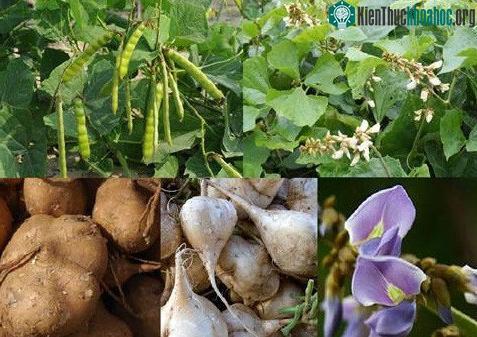Củ đậu có vị ngọt nhẹ và thanh mát.