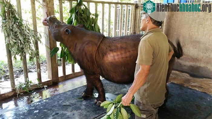 Tê giác Iman khi còn khỏe mạn