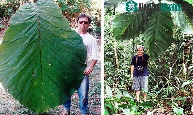 Lá cây Coccoloba gigantifolia.