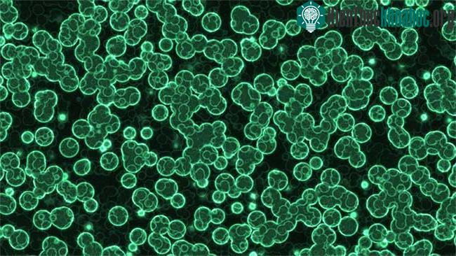 Loại vi khuẩn này sử dụng CO 2 từ môi trường và sản xuất ra đường mà chúng cần để nuôi cơ thể.