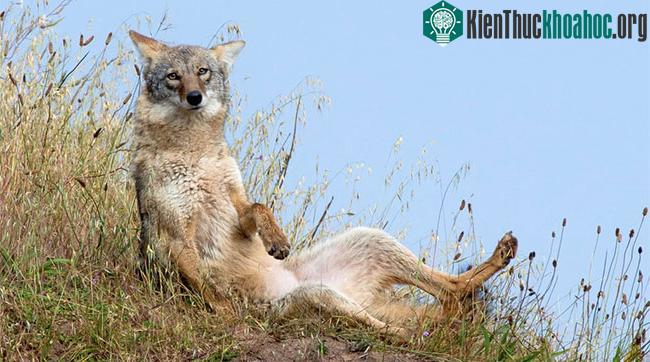 Sói đồng cỏ Bắc Mỹ (coyote) đang tiếp tục sinh sôi và phát triển mạnh, ở cả những nơi mà con người hiện diện đông đúc. (Ảnh: Guardian).