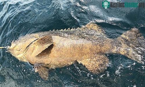 Cá mú khổng lồ thường xuyên săn cá mập nếu có cơ hội.