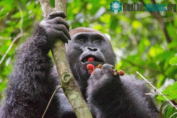 Quá trình hấp thụ và chuyển hóa rượu từ các loại trái cây là một phần nguyên nhân cứu vượn người khỏi tuyệt chủng.