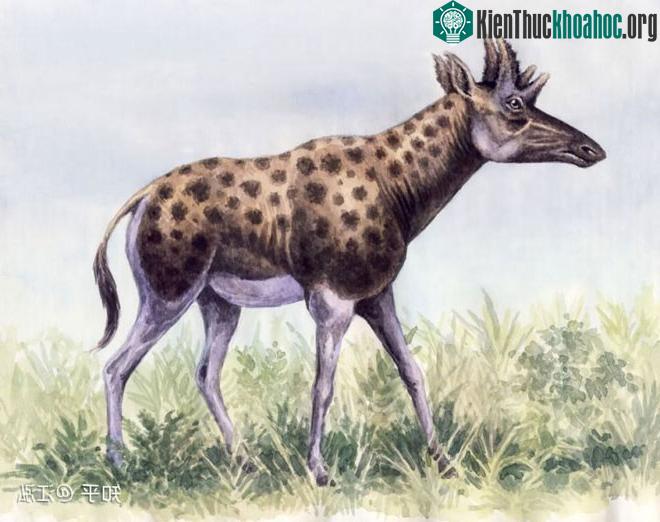 Loài hươu cao cổ này có vẻ ngoài khá kì dị, bởi chúng ta đã quá quen mắt với loài hươu cao cổ Châu Phi, nên khi nhìn vào ảnh này ta luôn có cảm giác như chúng bị rụt cổ.