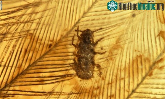Mẫu vật Mesophthirus engeli trong khối hổ phách.