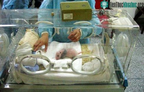 Gấu trúc khổng lồ mới sinh chỉ nhỏ như con mèo mới đẻ.