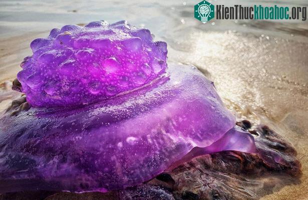 Sinh vật màu tím dạt vào bờ cát nhìn như vương miện.