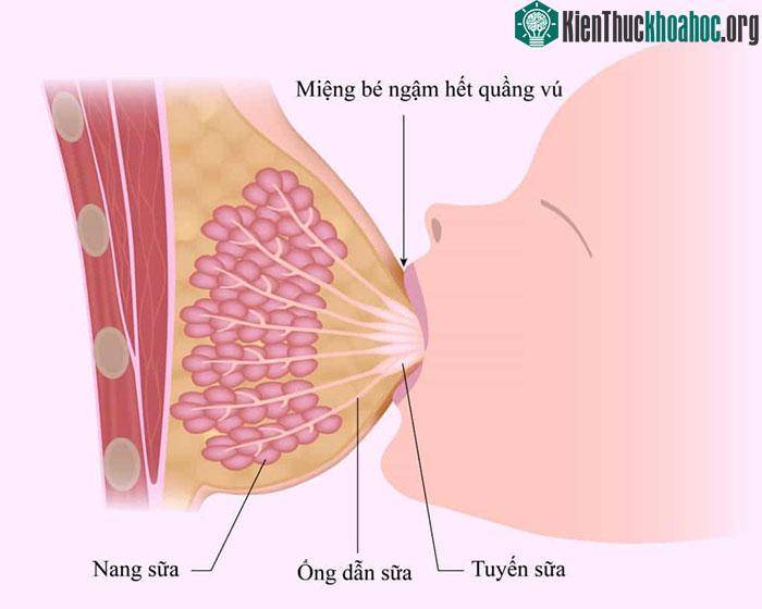 Giải phẫu tuyến vú với các thành tố cơ bản.