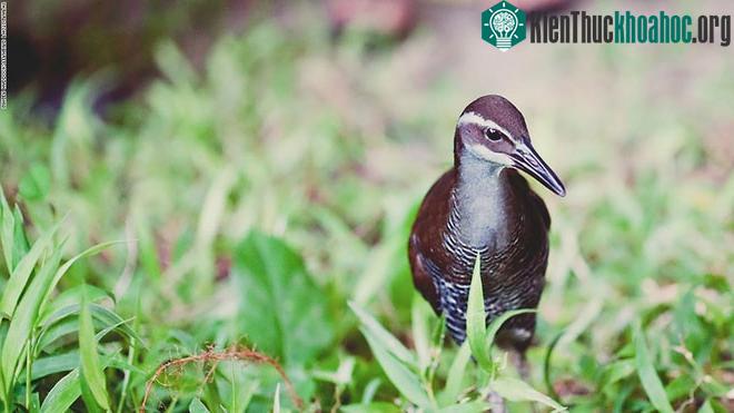 Gà nước đảo Guam đã từng bị xác định là đã tuyệt chủng ngoài tự nhiên trong vòng 40 năm qua. (Ảnh: CNN).