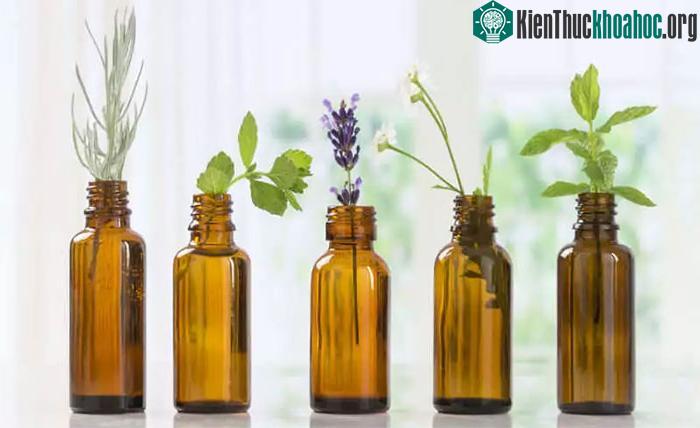 Hợp chất Beta-carophyllene có trong tinh dầu của nhiều loại thảo mộc và gia vị.