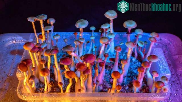 Psilocybin có thể được sử dụng để điều trị trầm cảm.