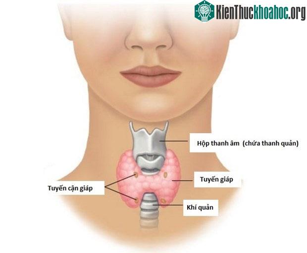 Giải phẫu tuyến giáp và tuyến cận giáp.