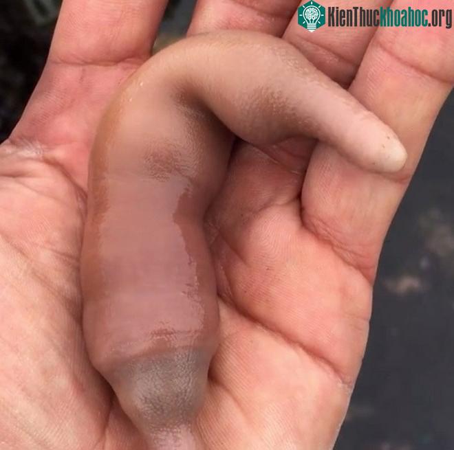 Loài này sống trong cát bùn của vùng nước nông.