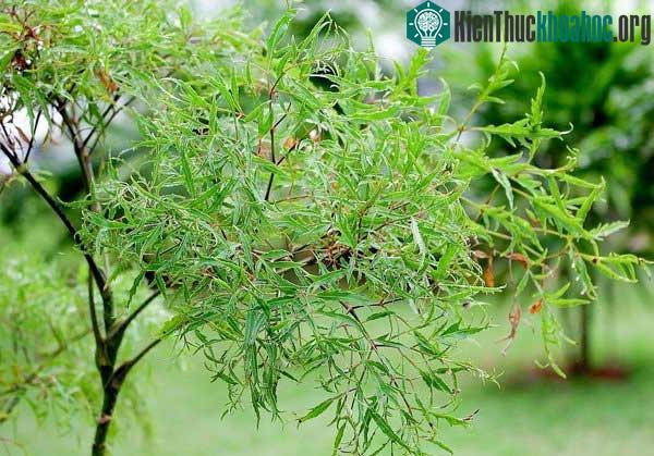 Cây đinh lăng là loại cây có thân nhỏ, mịn, không có gai, có chiều cao khoảng 1 đến 1,5m.