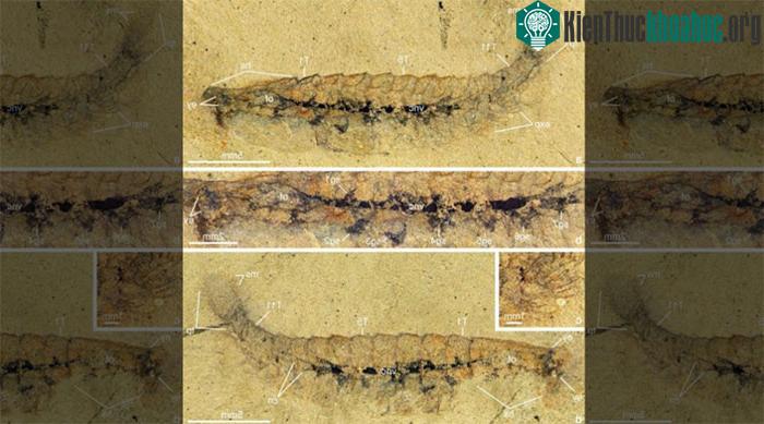 Một hóa thạch Alalcomenaeus