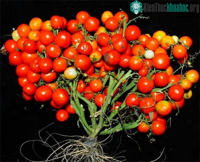 Cà chua mọc từng chùm như nho