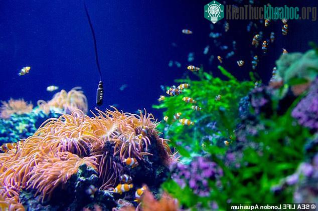 Những chú cá hề được phát hiện sử dụng âm thanh để biểu hiện tính thống trị của chúng trong đàn. (Ảnh: Dailymail).