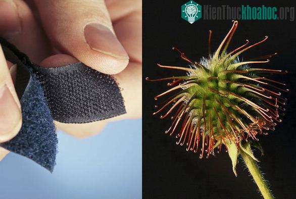 Hạt ngưu bàng là nguồn gốc của phát minh khóa dán Velcro
