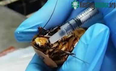 Các bác sĩ đang phẫu thuật cho con gián.