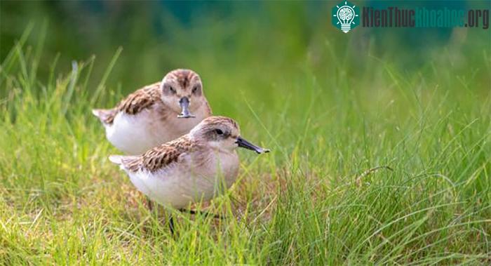 Một cặp dẽ mỏ thìa nuôi nhốt tại khu bảo tồn tự nhiên Slimbridge.