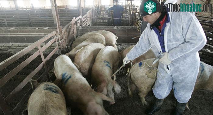 Dịch tả lợn châu Phi hoành hành ở nhiều quốc gia.