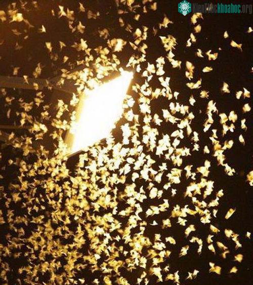 Dường như việc lao mình về phía ánh sáng là bản năng của loài thiêu thân?