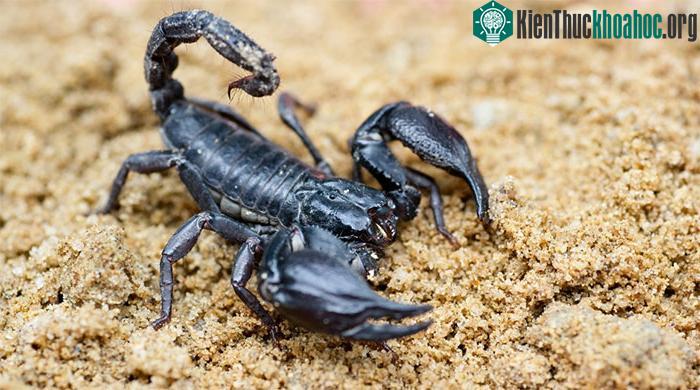 Nọc bọ cạp sự kết hợp của các độc tố như các độc tố thần kinh và các chất ức chế men.