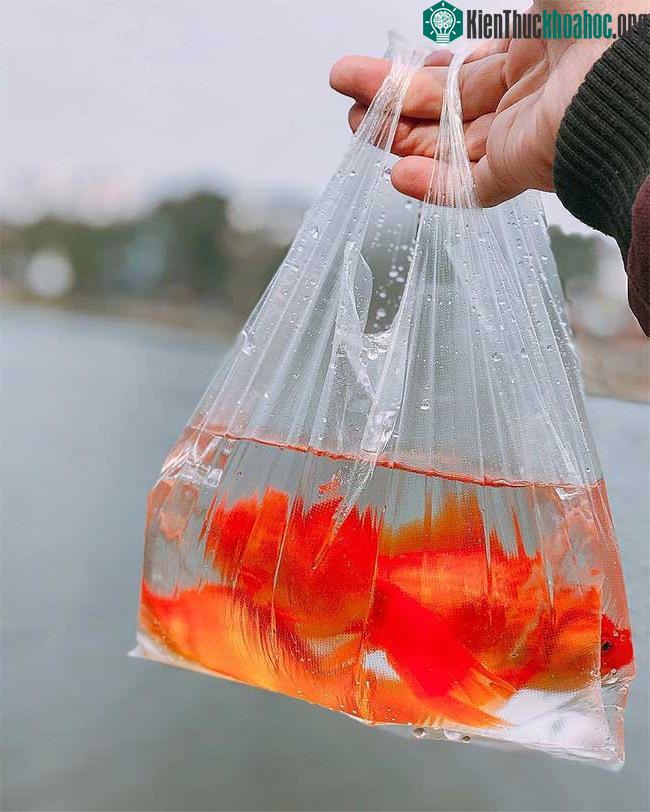 Người dân thả cá chép tiễn Táo quân chầu trời ngày 23 tháng Chạp.